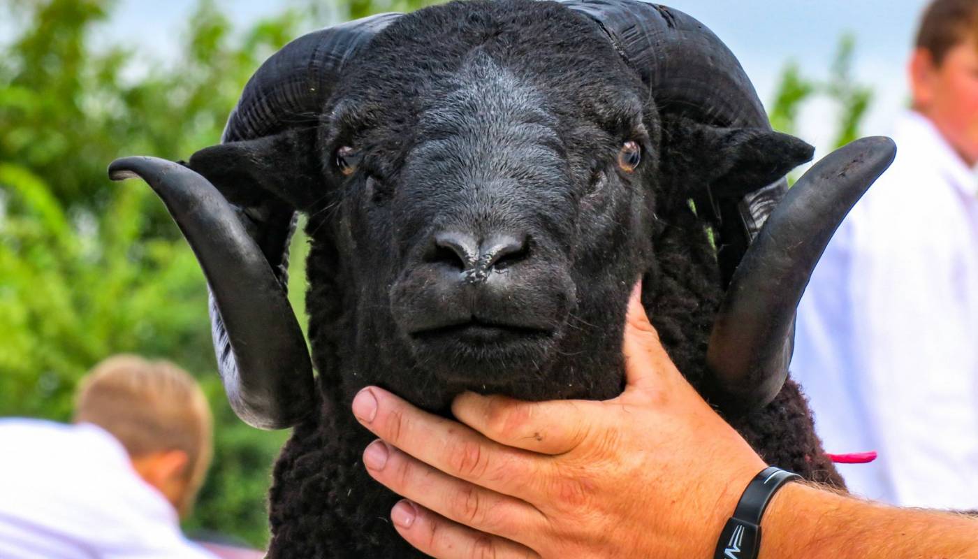 BWMSBA Virtual Show - Black Welsh Mountain Sheep Breeders ...