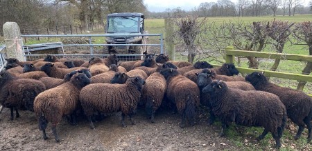 Ideal starter flock available!