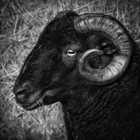 Otmoor Flock - 01069