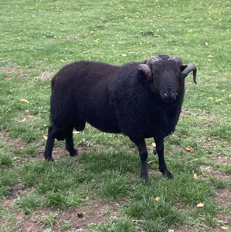 Shearling Ram for Sale