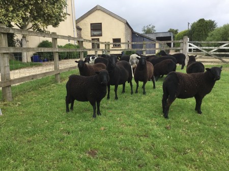 For Sale - Ford Down Flock