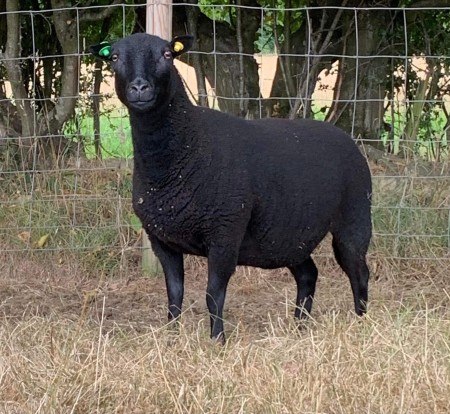Selection of pedigree males and females for sale