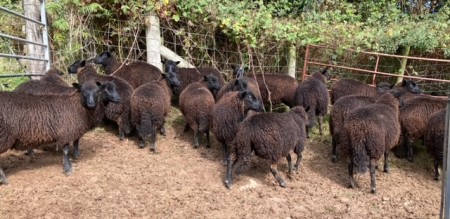 For Sale - Verga Flock