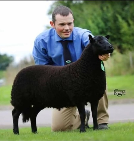 Wenallt Flock - 00866