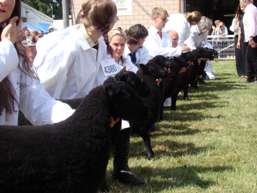 Royal Welsh 2025