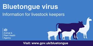 Bluetongue Update