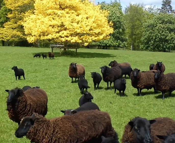 A flock of black welsh mountain sheep