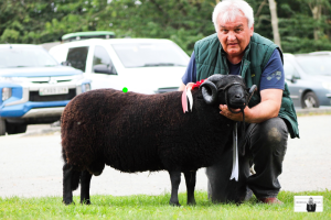 BWMSBA Northern Sale 2024 Champion and Top Price
