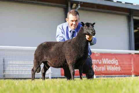 RWAS Smallholders Festival 2025 - Reserve Champion
