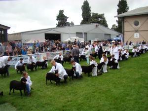 Shearling Ewe Class, Royal Welsh 2024