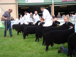 Shearling Ram class, Royal Welsh 2024