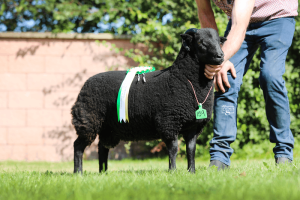 Reserve Male Champion, Raglan Sale 2024