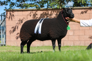 BWMSBA Sale 2024 Female Champion
