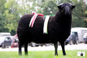 Reserve Male Champion, Ruthin Sale 2024
