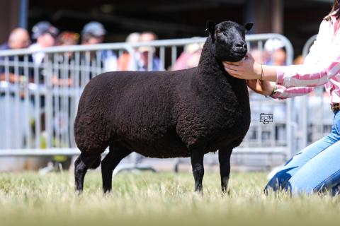 RWAS Champion 2026 - Cefn Shearling Ewe