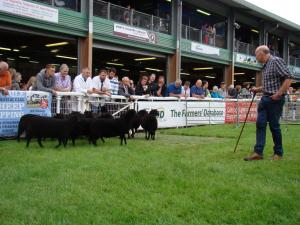 Judging Shearling ewes, Royal Welsh 2024