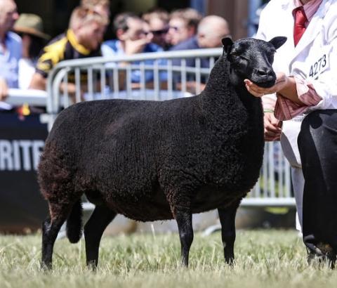 RWAS Reserve Champion 2026 - Eryri Aged Ewe