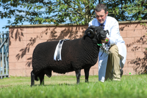 BWMSBA Sale 2024 Male Champion