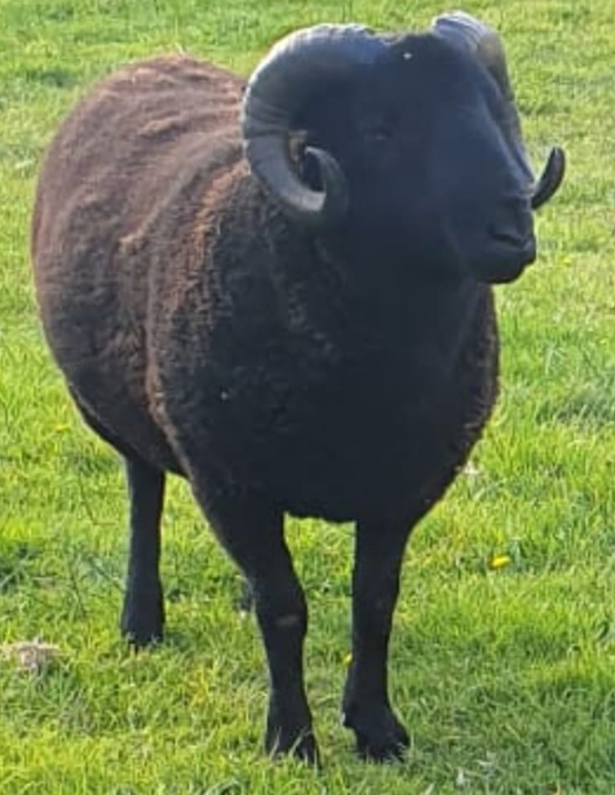 For Sale Black Welsh Mountain Sheep Breeders Association